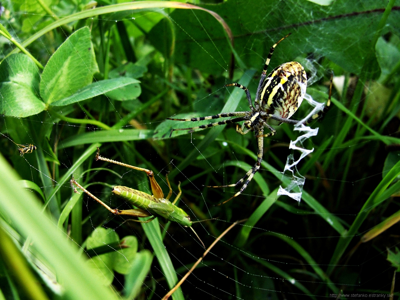 pavuk
